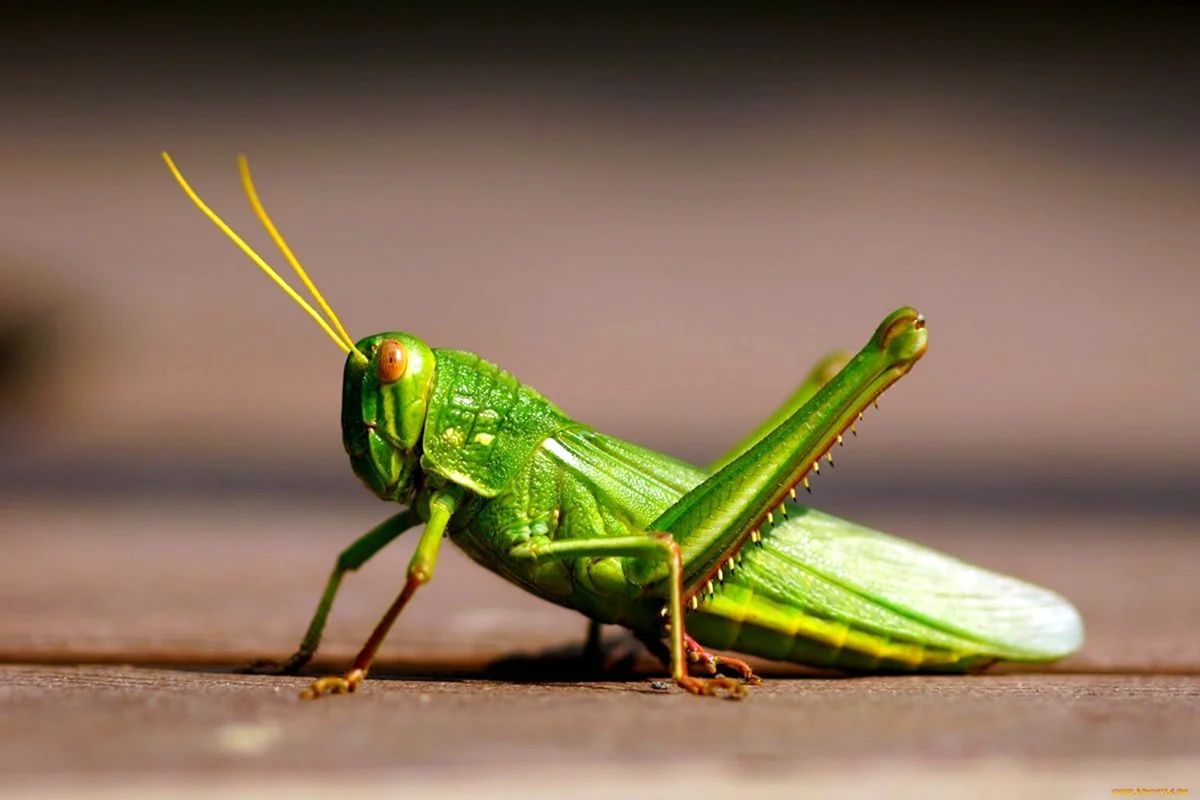 Радужный кузнечик Dactylotum bicolor