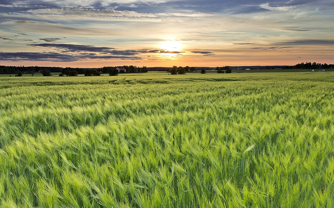 Рапсовое поле Брянск