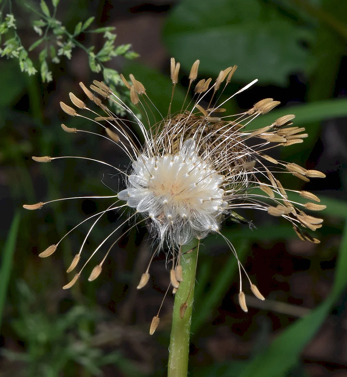 Растения рода Taraxacum
