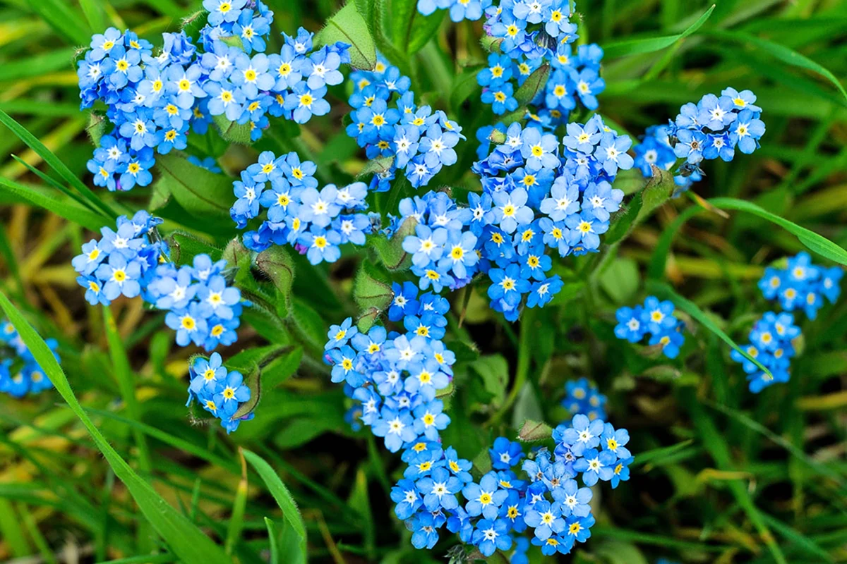 Незабудка когда вышла. Незабудка Альпийская (Myosotis alpestris). Незабудка Полевая (Myosotis arvensis). Незабудка Myosotis Myomark. Незабудка Альпийская синяя корзинка.