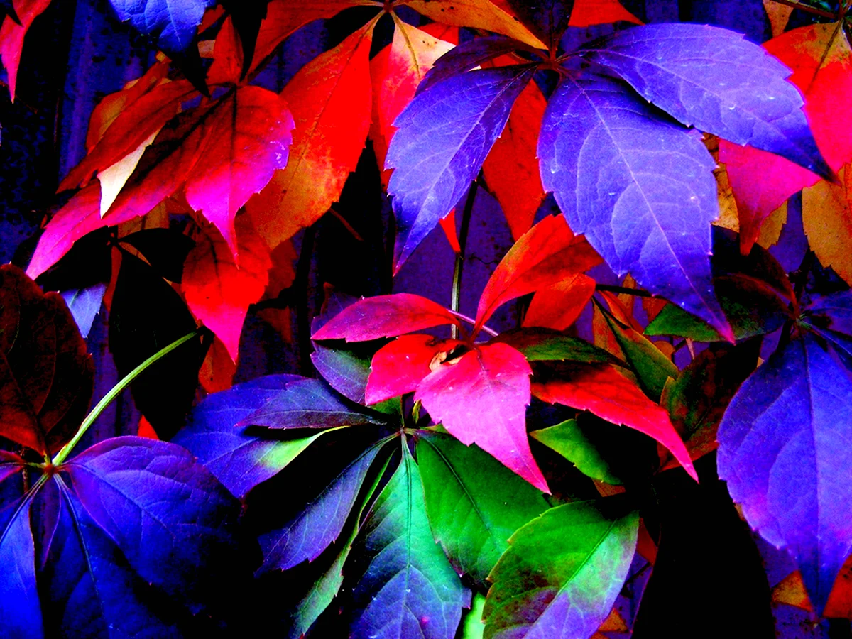 Листья разноцветные