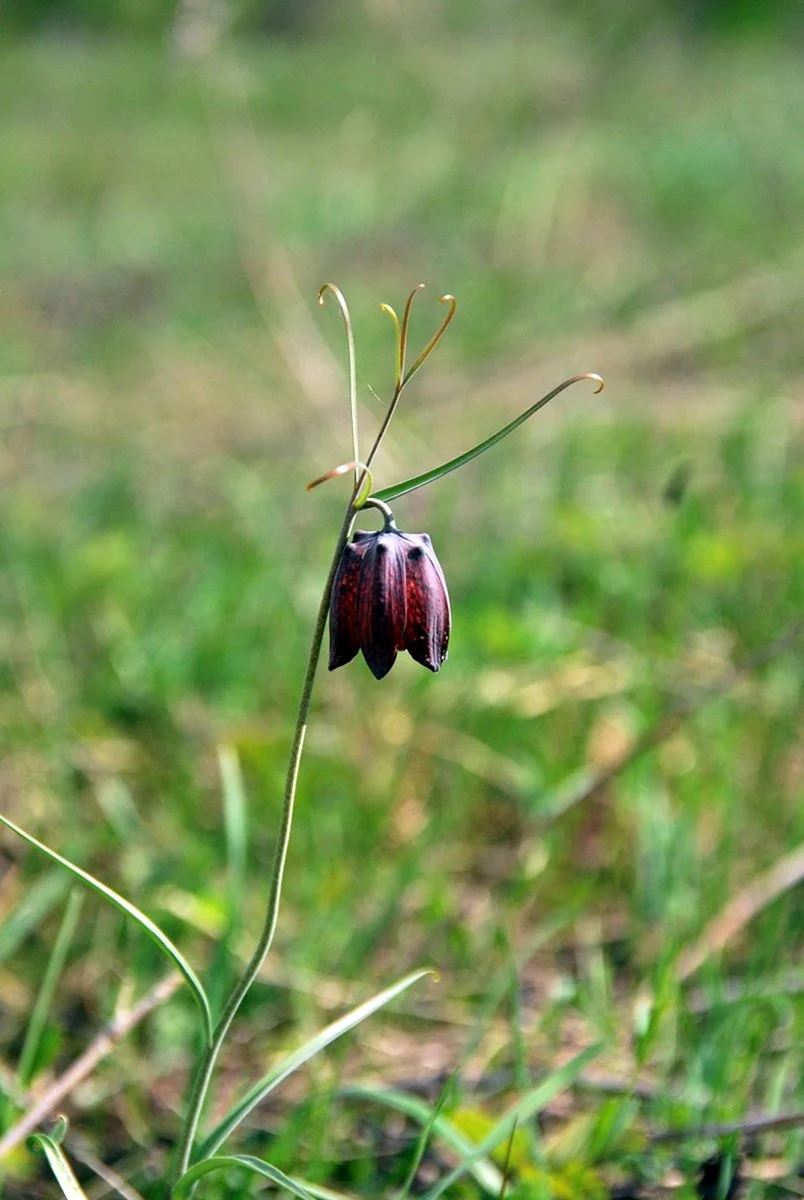 Гриб рябчик. Рябчик обыкновенный. Рябчик кавказский Fritillaria Caucasica. Рябчик шахматовидный. Рябчик Радде.