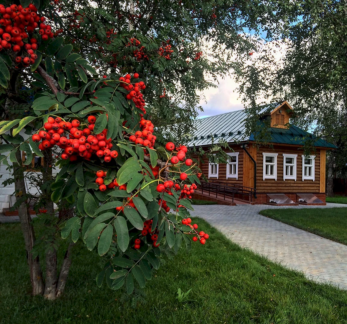 Рябина обыкновенная август парк