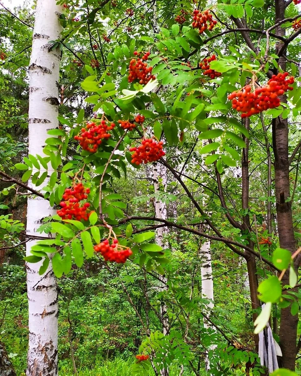 Рябина Сибирская