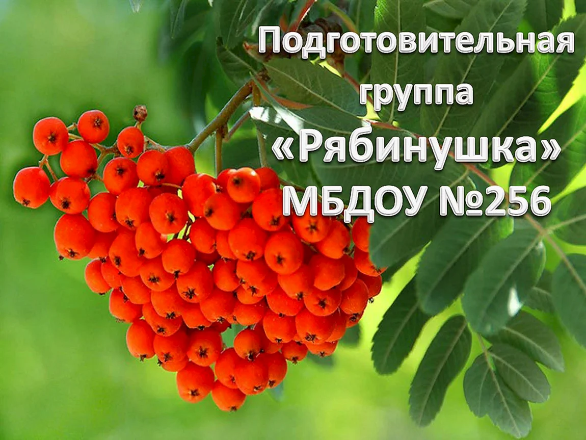 Рябина Тянь-Шаньская