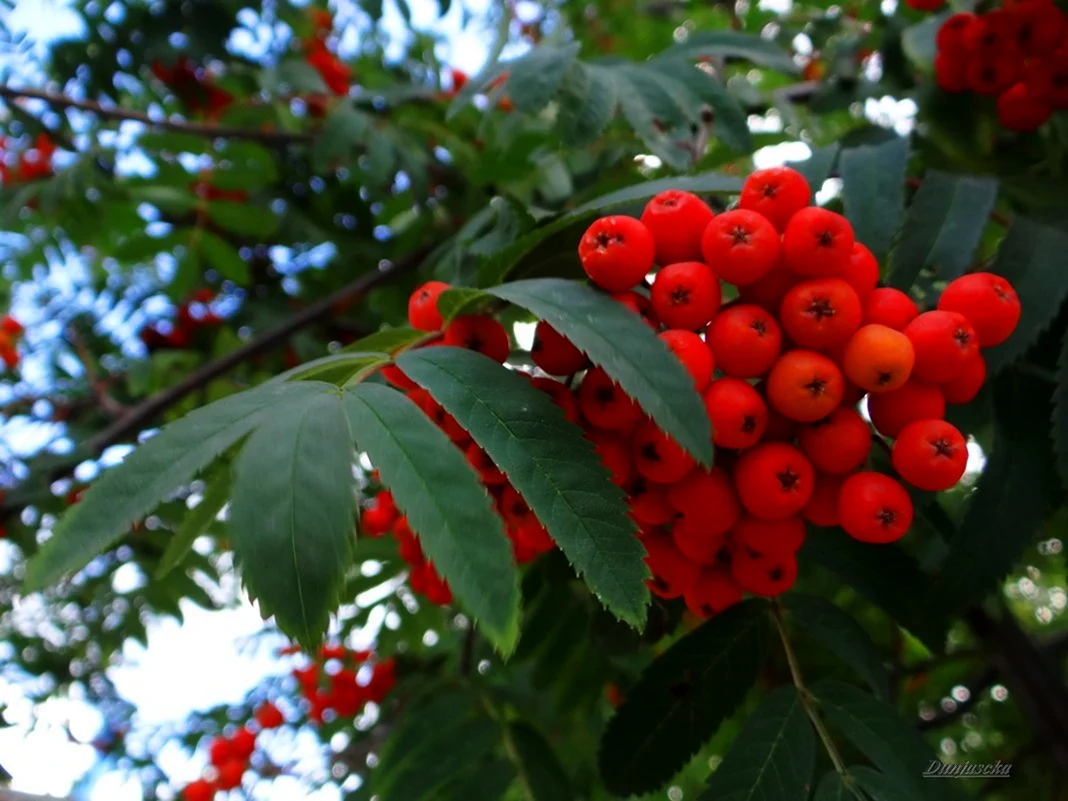 Когда зацветает рябина. Рябина Титан. Рябина двуцветная (Sorbus). Рябина обыкновенная Цветущая. Рябина обыкновенная многоствольная.