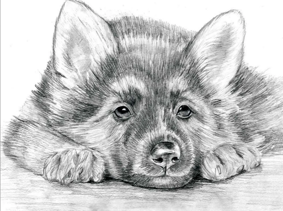 Рисунки карандашом для срисовки красивые животные