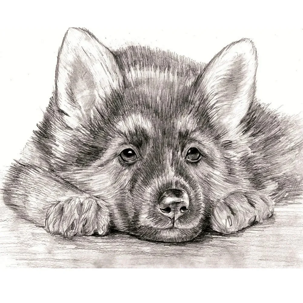 Рисунки карандашом