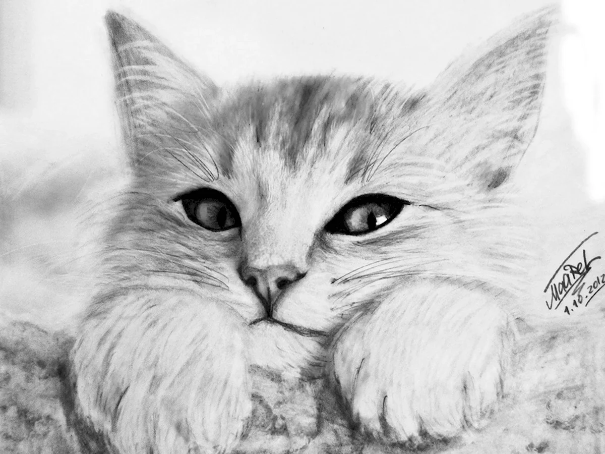 Рисунки котиков