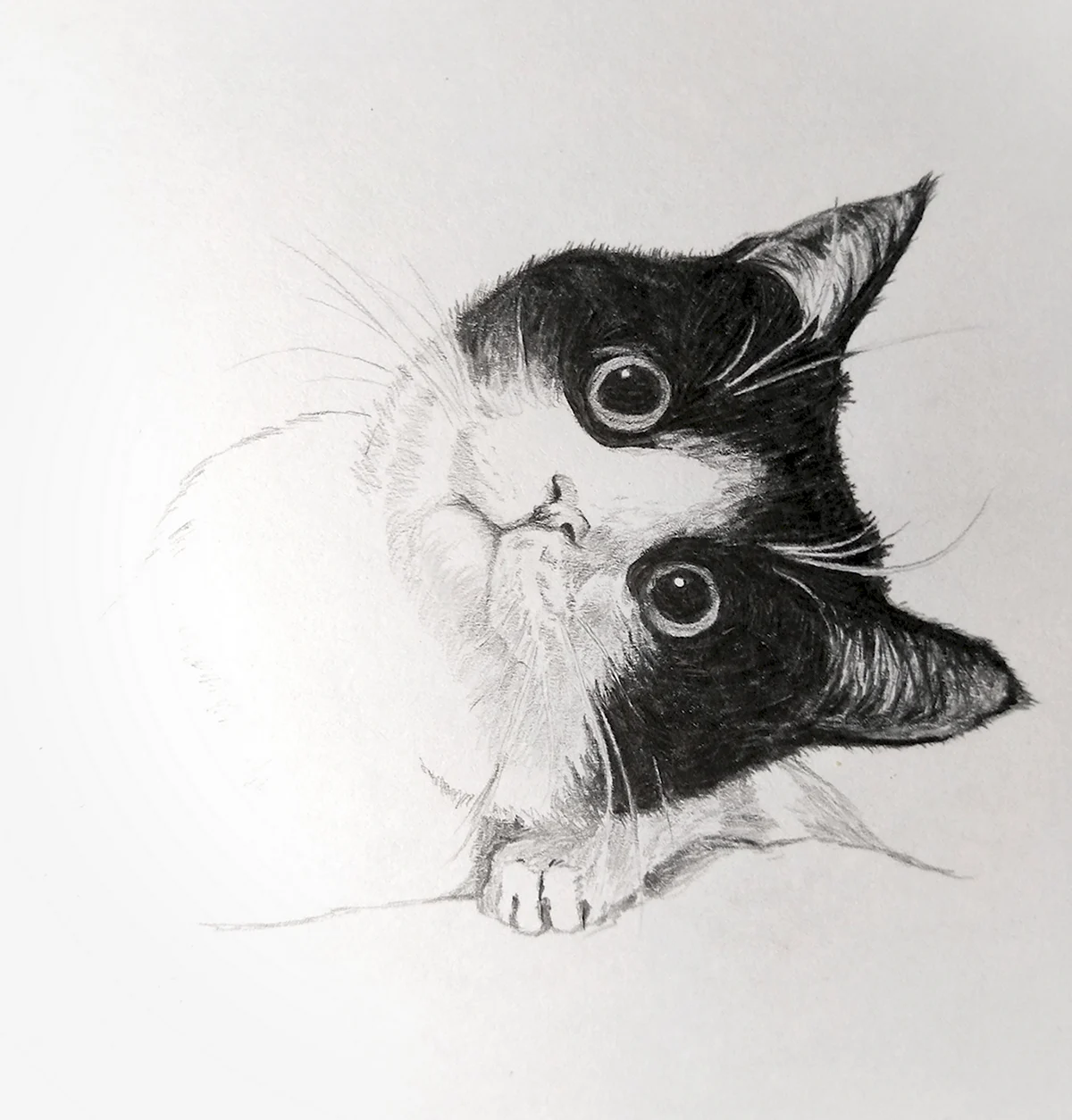 Рисунки котов