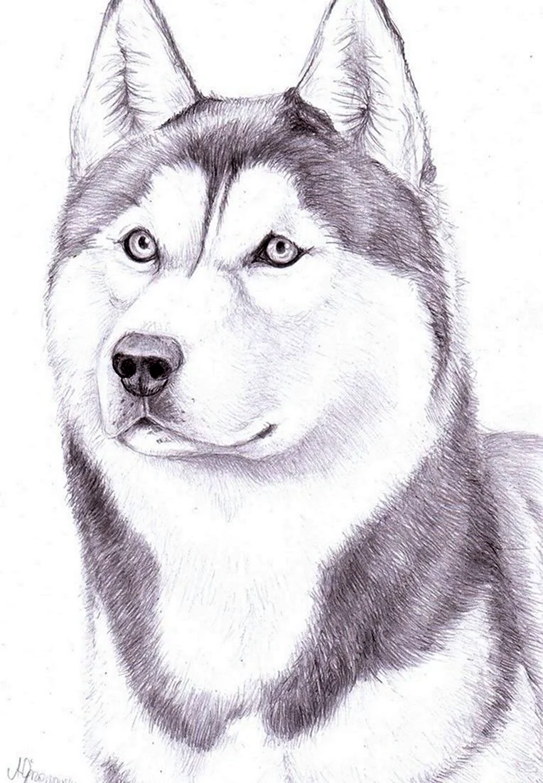 Рисунки Сибирского хаски