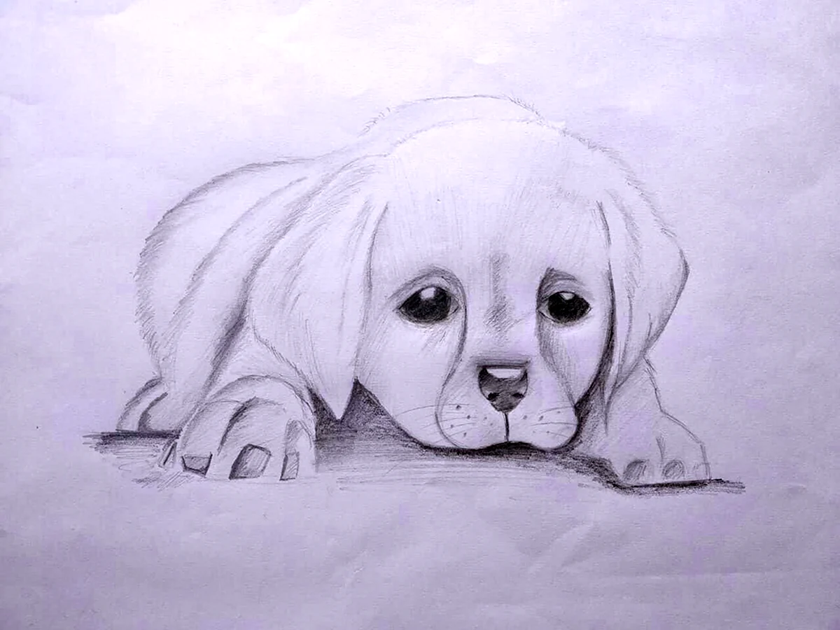 Рисунок собаки легкий