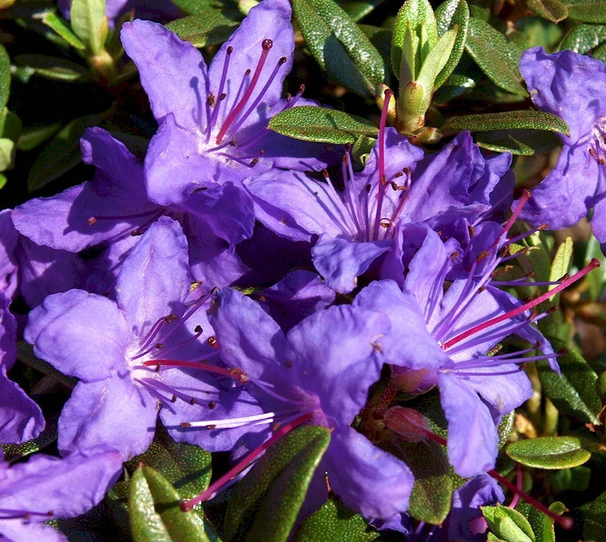 Рододендрон фиолетовый