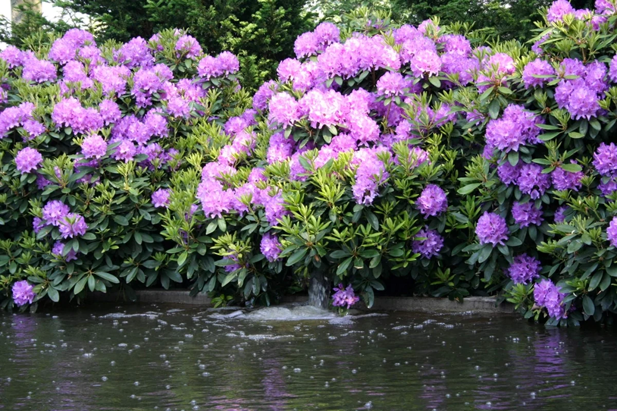 Рододендрон катевбинский. Рододендрон катевбинский grandiflorum. Рододендрон Катавбиенс грандифлорум. Рододендрон вечнозеленый катевбинский.