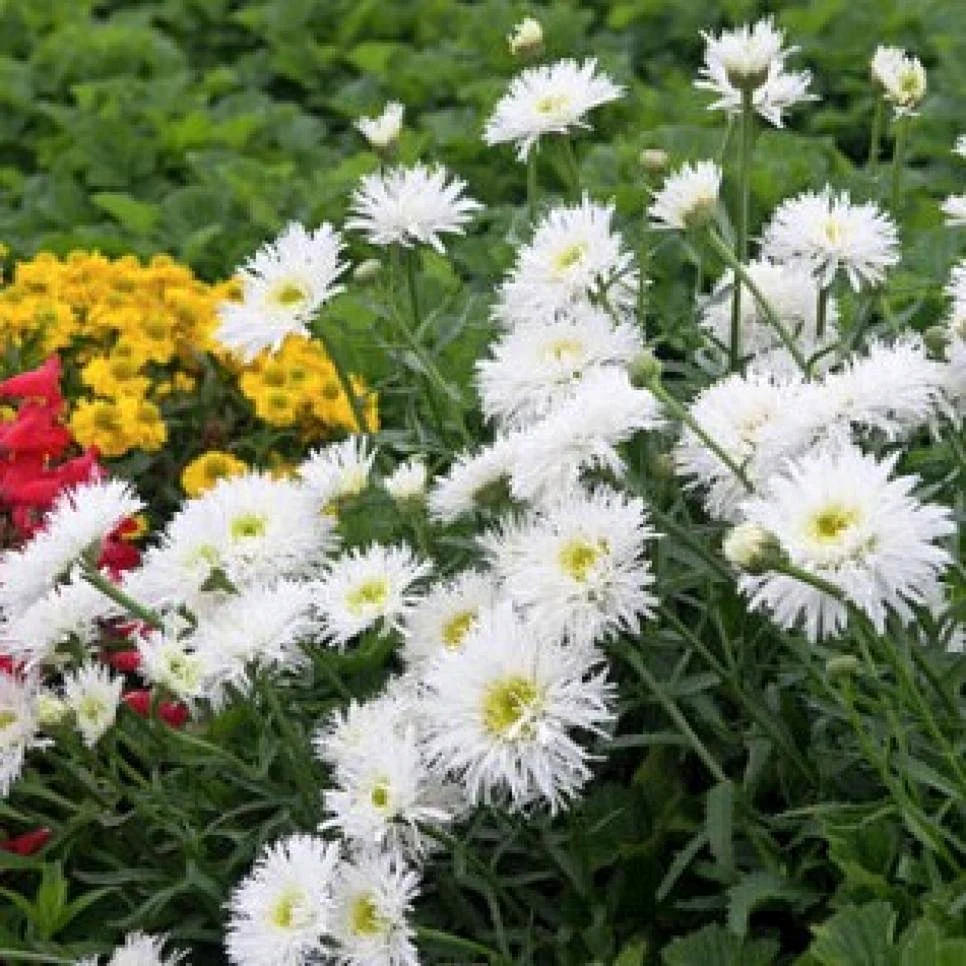 Ромашка нивяник Crazy Daisy