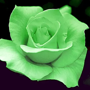 Зеленый самый красивый цвет