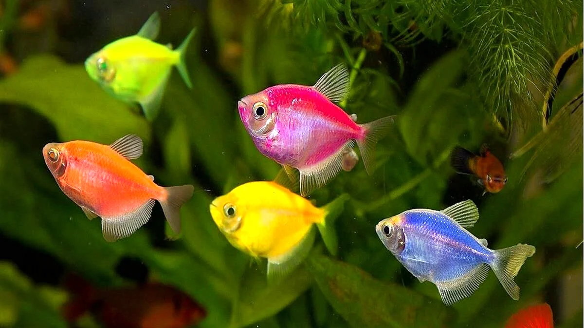 Аквариумные разноцветные рыбки