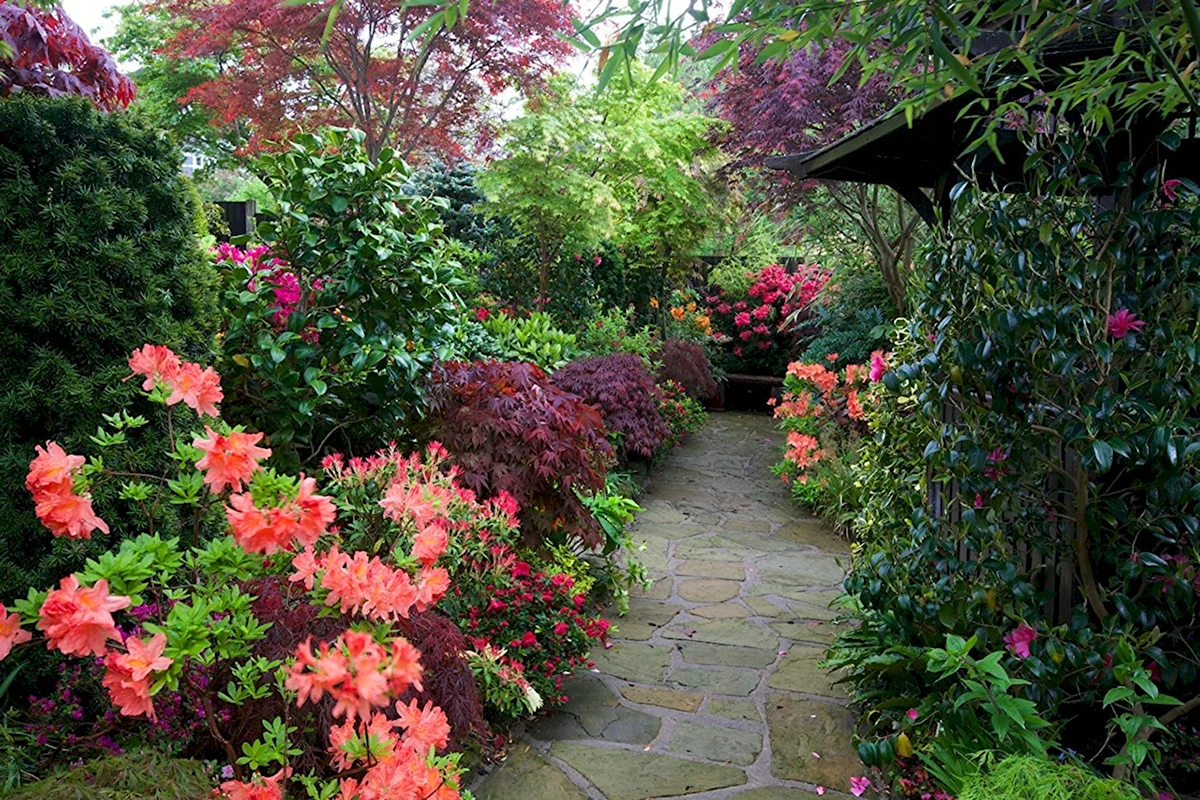 Сады и цветы. Сад азалий (Azalea Garden). В Кью. Миксбордер с азалией. Рододендрон садовый Англии. Киото. Сады рододендронов _Kyoto_Gardens_Rhododendron...