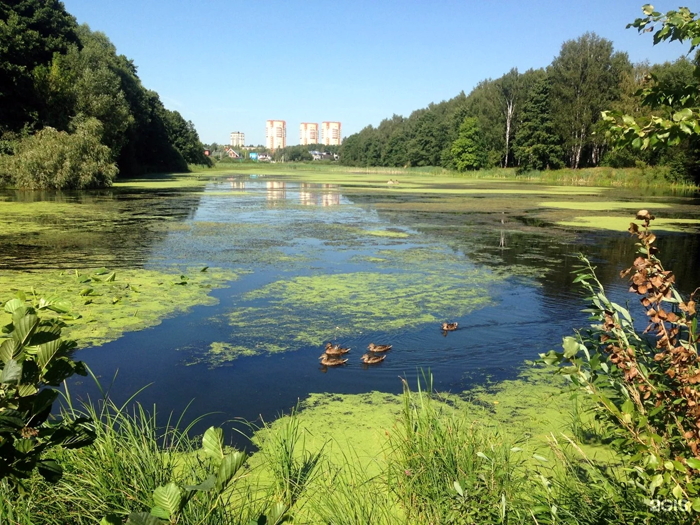 Подмосковные водоемы. Саввинский пруд Балашиха. Маланьин пруд Балашиха. Лесное озеро Балашиха. Река Пехорка в Балашихе.