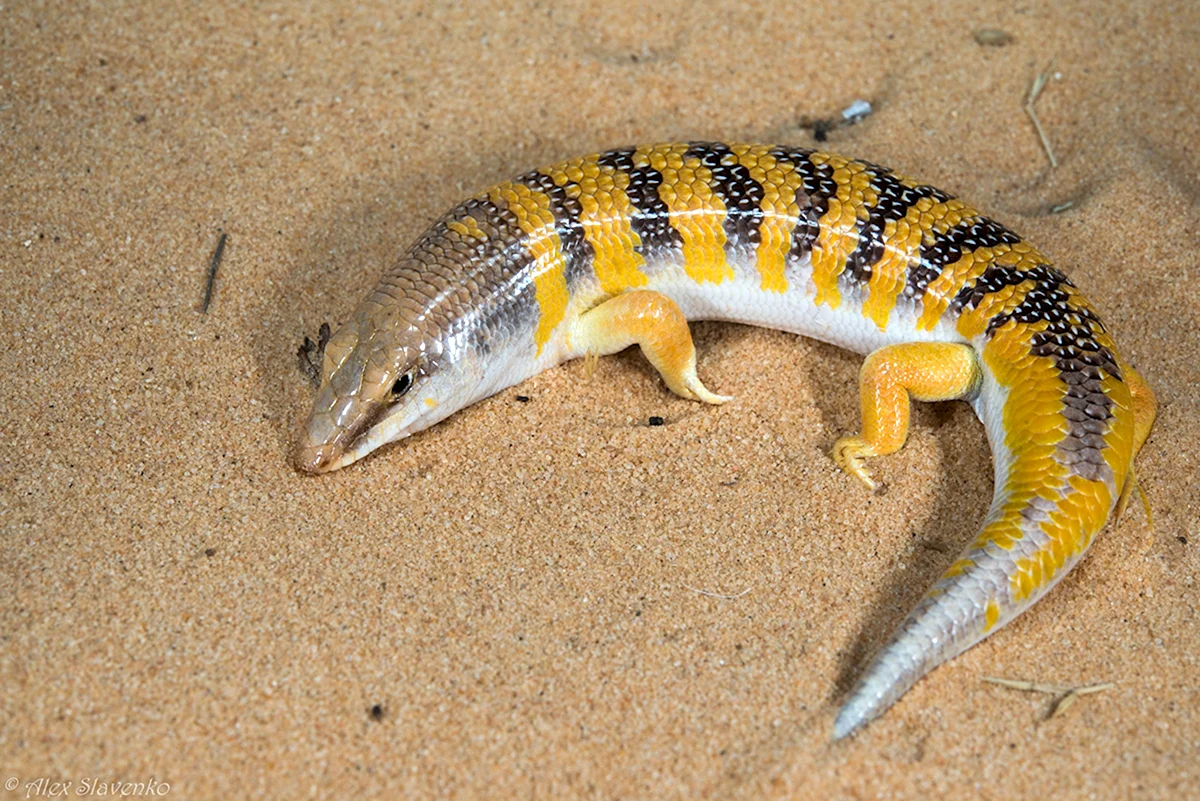 Scincus scincus