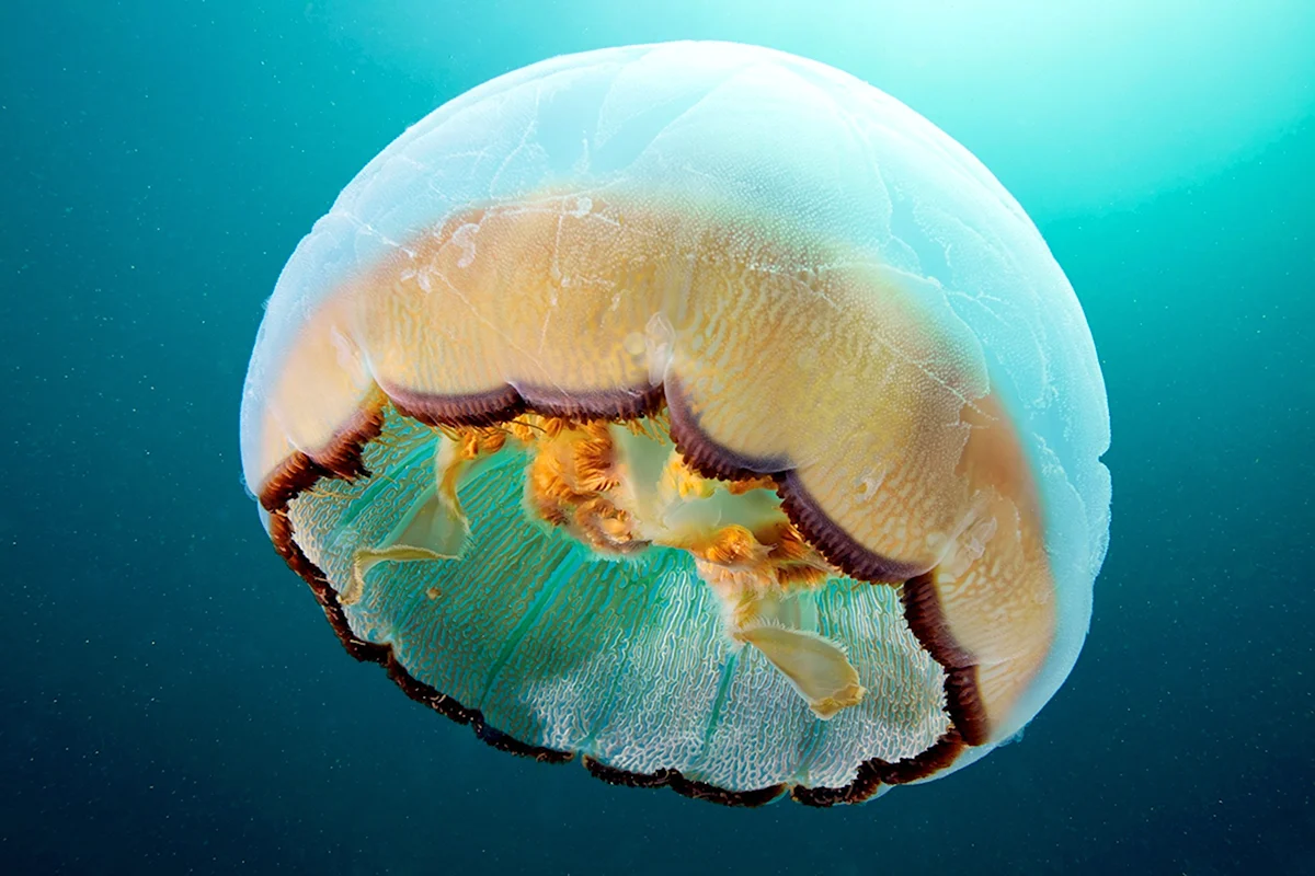 Медузы индийского океана