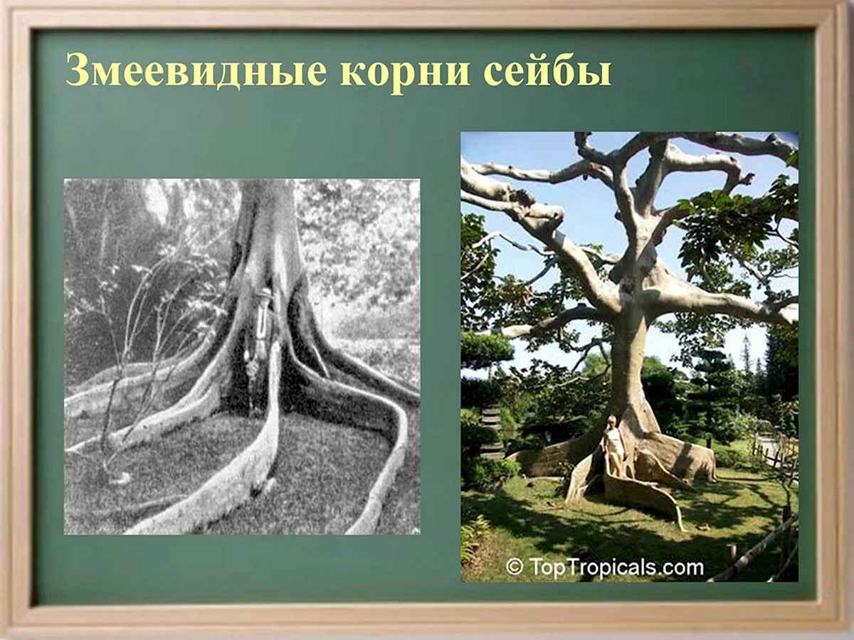 Сейба корни