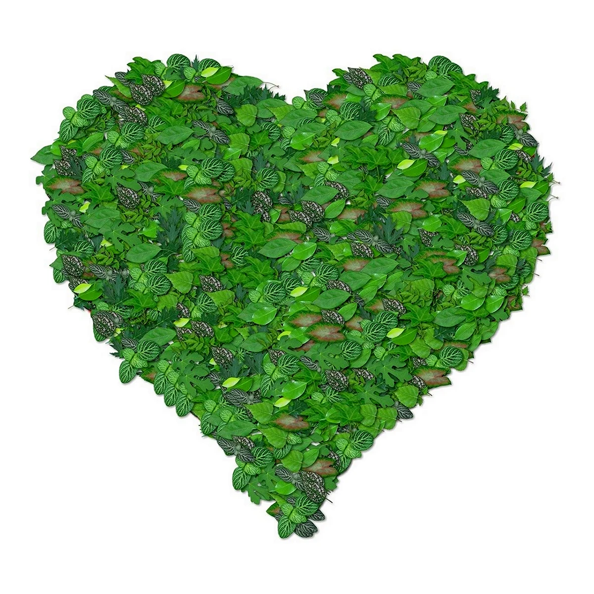 Сердце из зелени