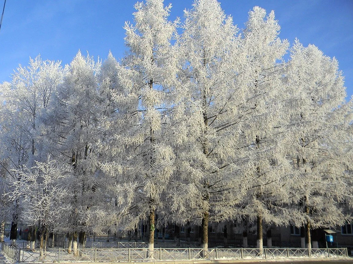 Серебряное дерево
