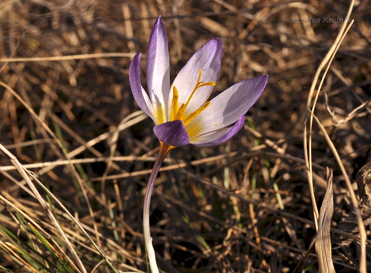 Шафран Палласа Крымский