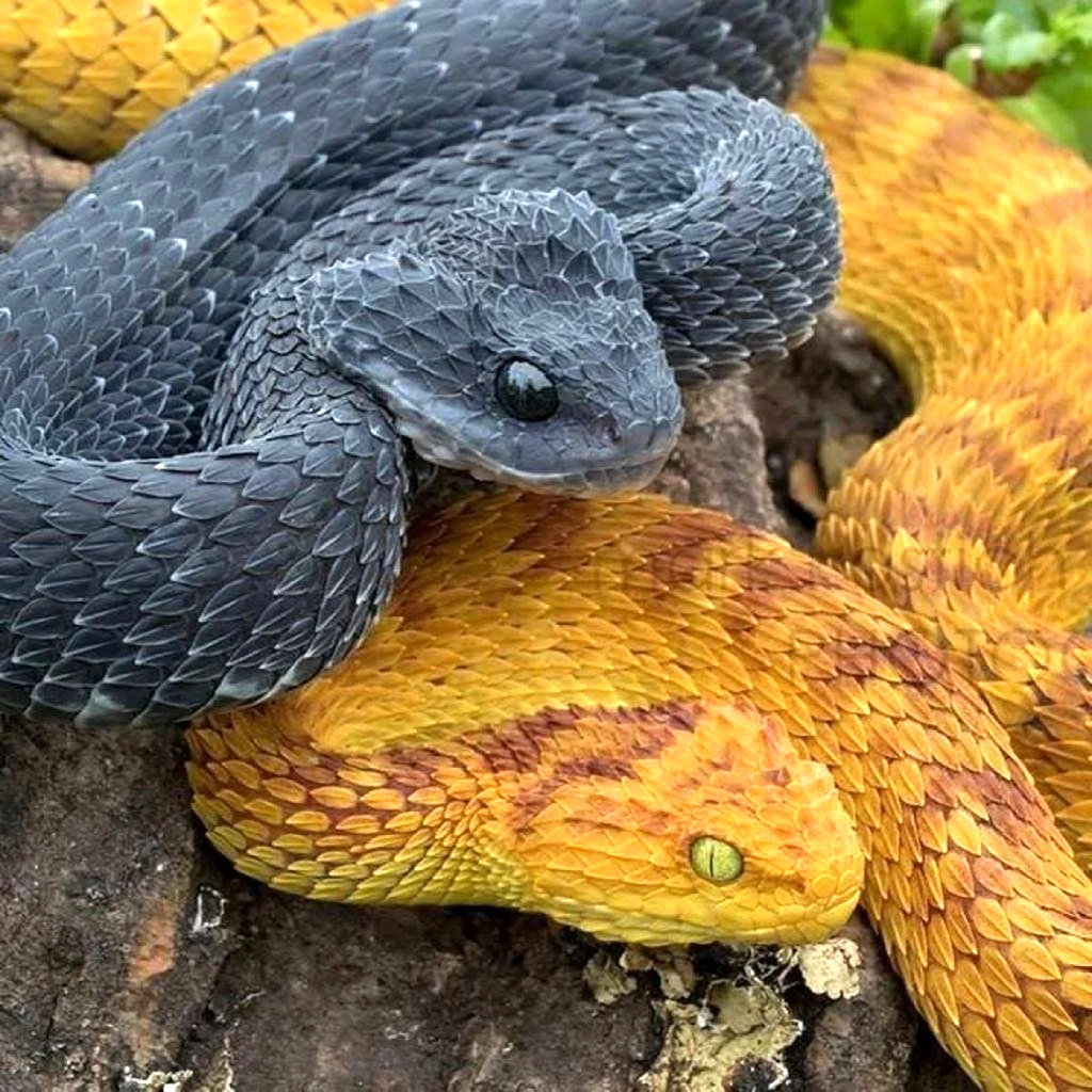 Самые милые и опасные. Кустарниковая гадюка (Atheris. Шершавая древесная гадюка (Atheris squamigera). Желтобрюх змея. Колючая кустарниковая гадюка.