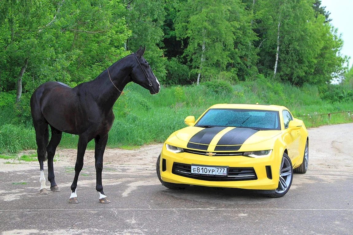 Chevrolet Camaro Лошадиные силы. Chevrolet Camaro 2.0 Turbo. Машина с лошадью. Лошадь и автомобиль.