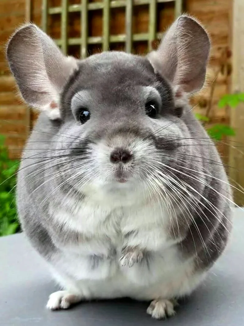 Шиншилла ланигера