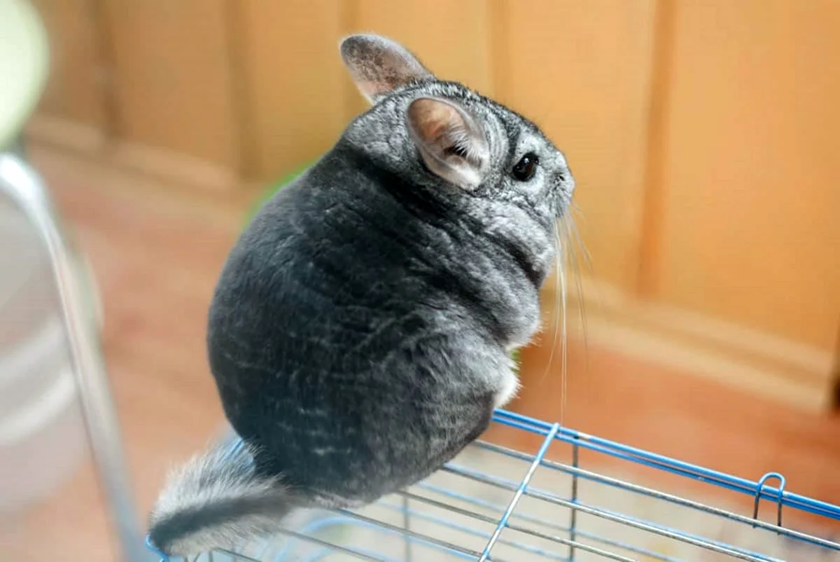 Шиншилла сидит на попе