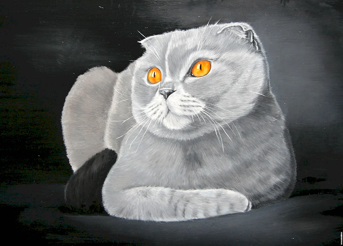 Шотландская вислоухая кошка арт