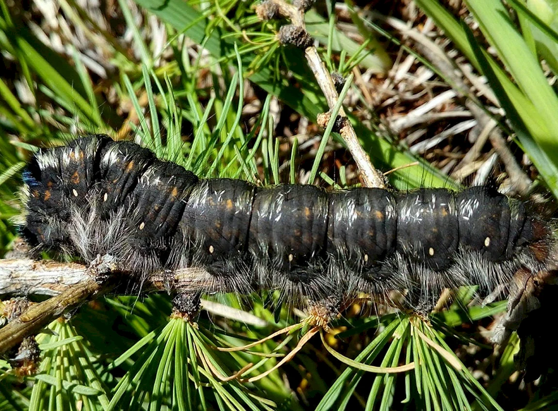 Шелкопряд вредитель. Сибирский шелкопряд (Dendrolimus sibiricus Tschetw.). Хвойная волнянка. Хвойная волнянка гусеница. Гусеница бабочки волнянки.