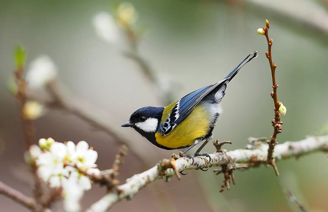 Синица лазоревка весной