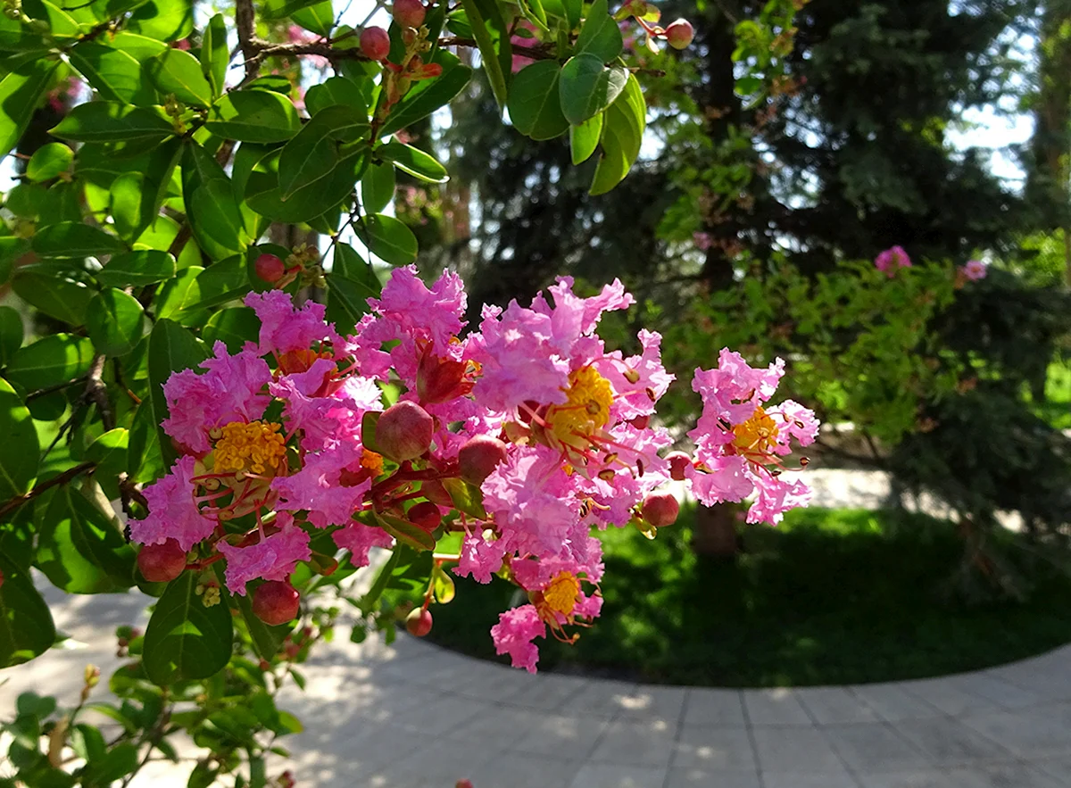 Сирень Лагерстремия