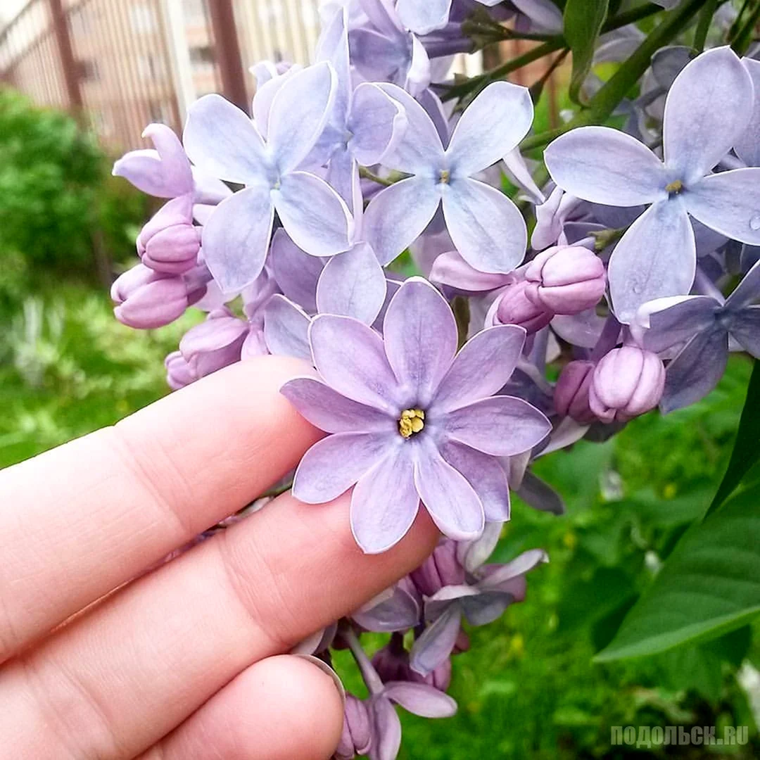 Сирень пятилистник
