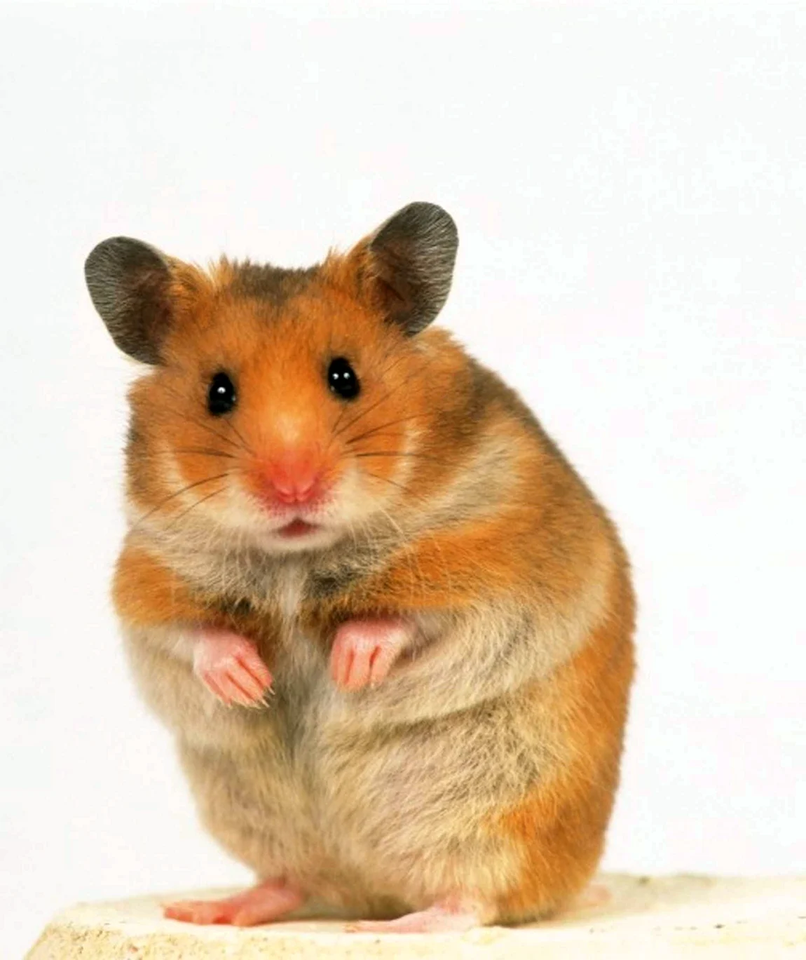 Ich habe einen hamster. Хомяк сирийский. Хомяк Хома. Рыжий хомяк. Длинный хомяк.