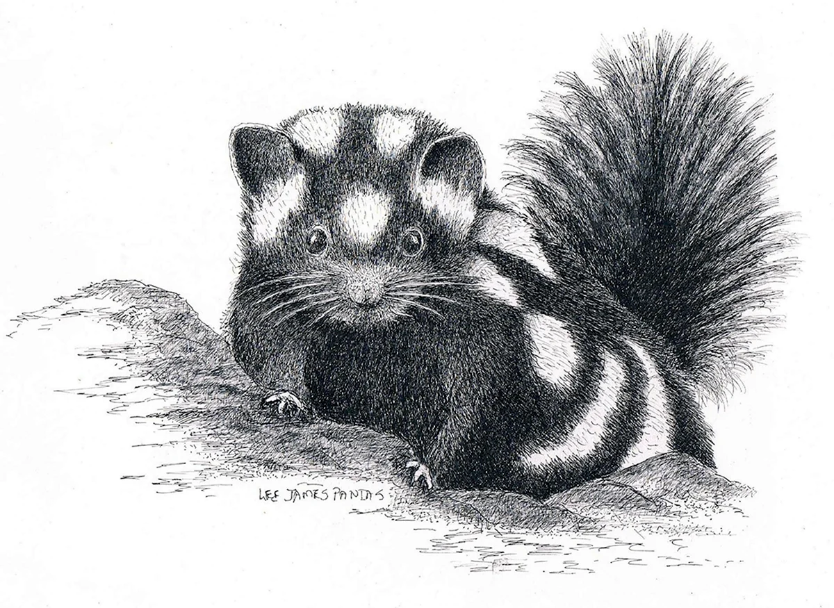 Скунс
