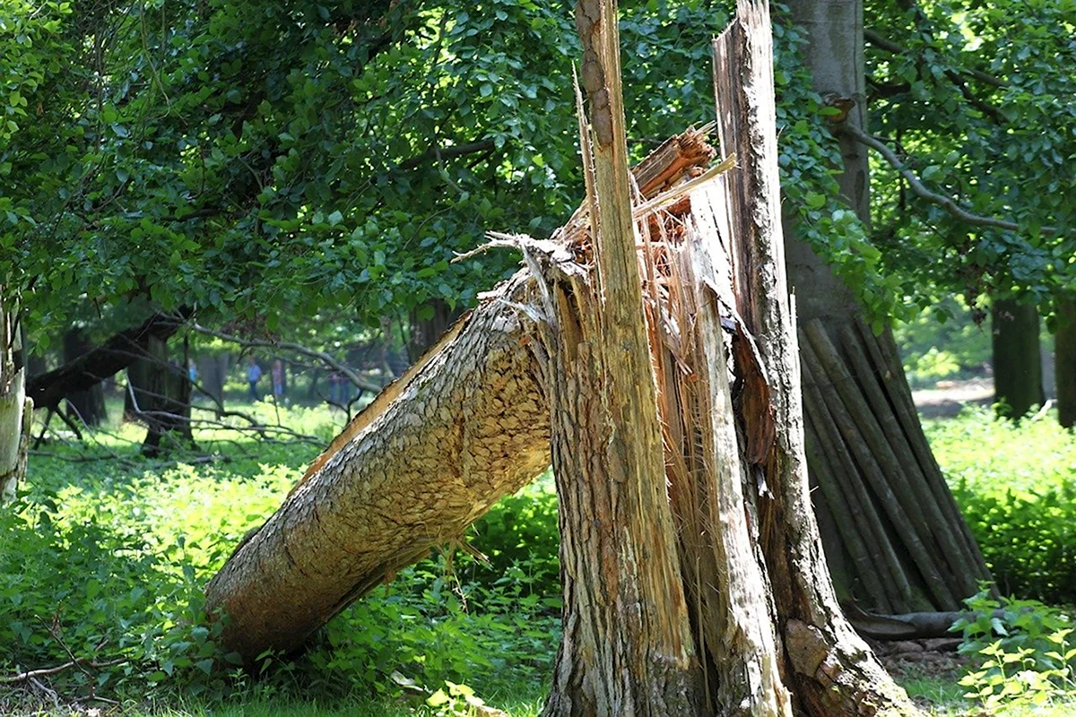 Сломанное дерево (45 фото)