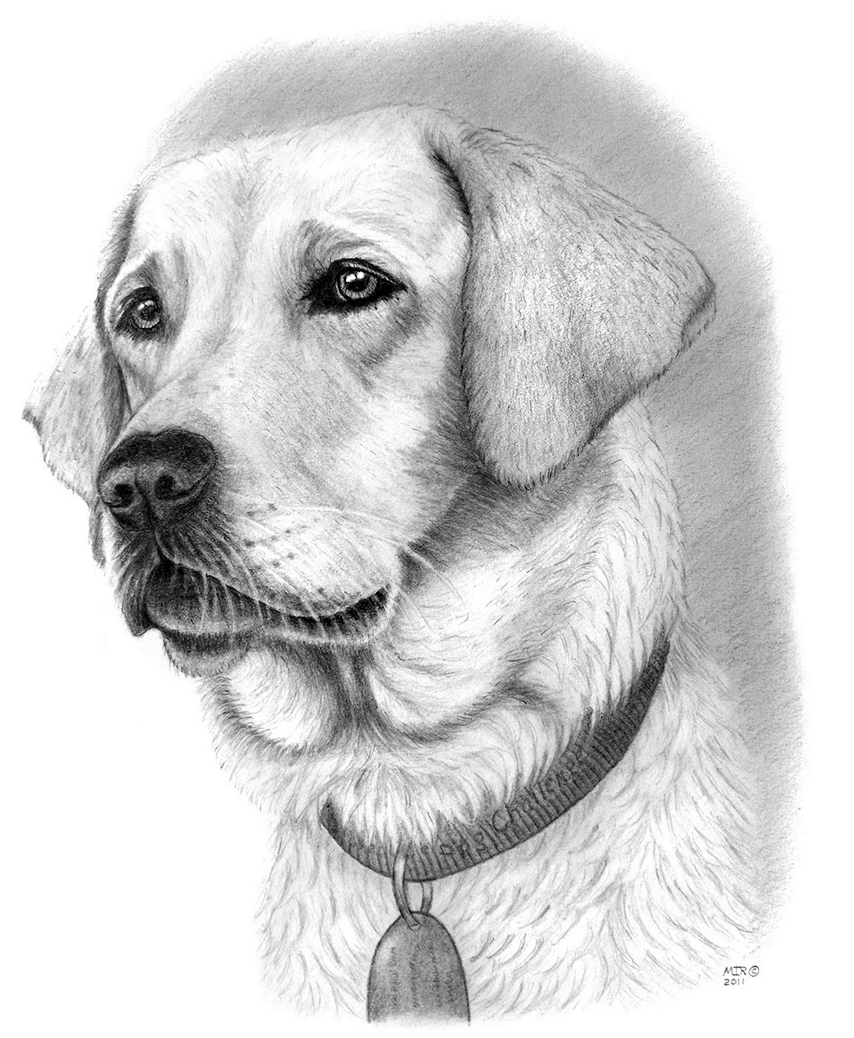 Собака рисунок карандашом легкий