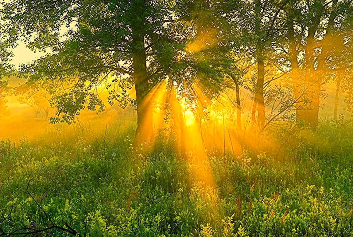 Солнечное утро