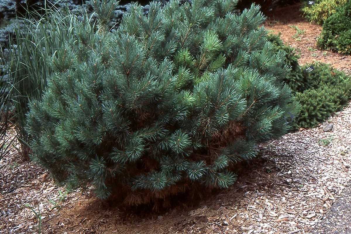 Сосна тини. Pinus nigra globosa. Сосна обыкновенная Ватерери Pinus Sylvestris Watereri. Сосна обыкновенная "Watereri Nana. Сосна Горная Ватерери.