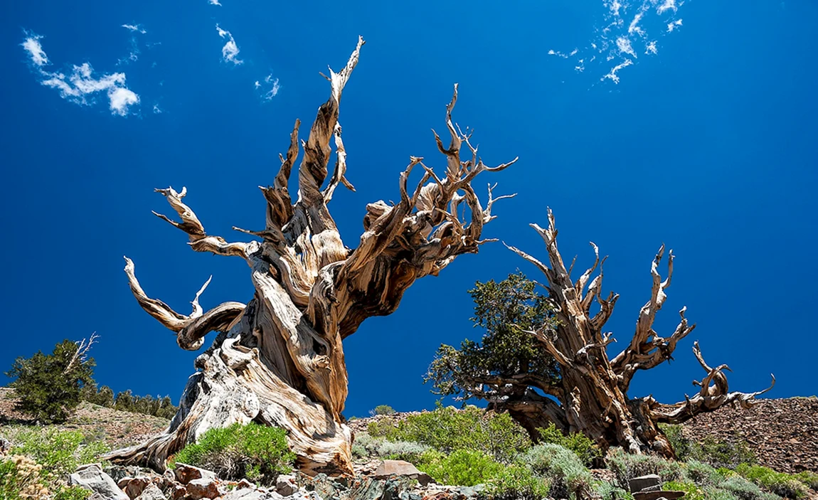 Сосна остистая межгорная Pinus longaeva