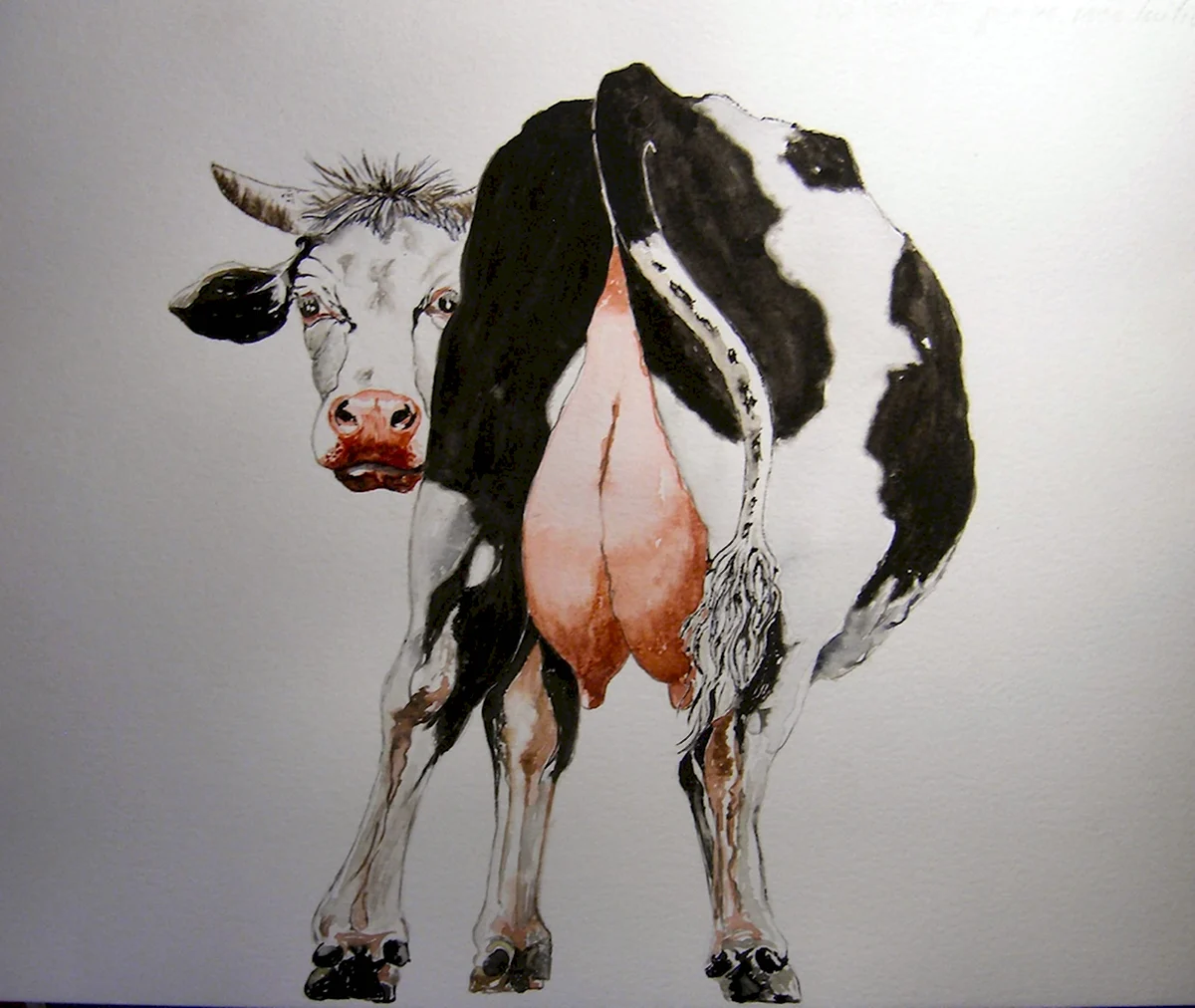 Эстетичные рисунки коровы