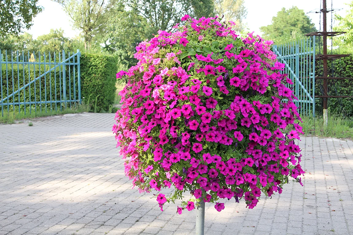 Сурфиния ампельная