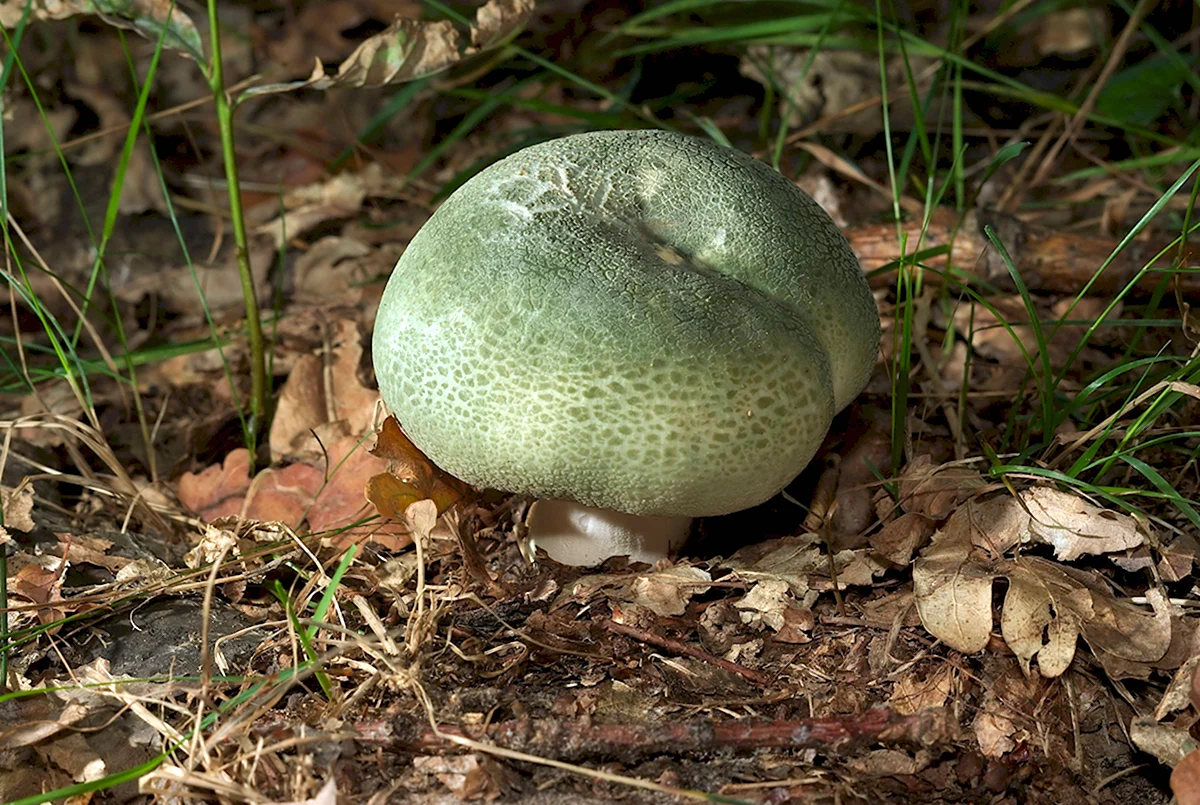 Сыроежка зеленоватая Russula virescens