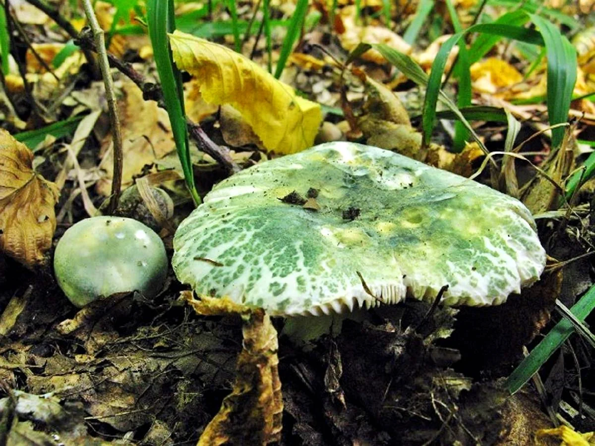 Сыроежка зеленоватая Russula virescens