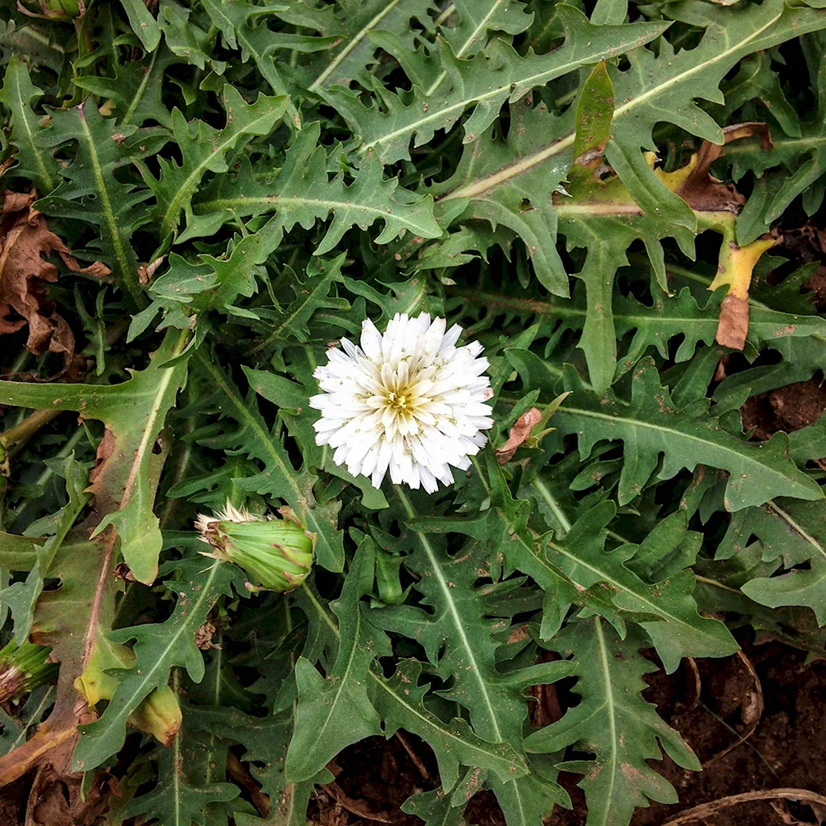 Taraxacum albidum